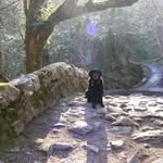 John Coombes - @ladybk9 - Instagram