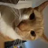 ex six dc rex - @john.corey96 - TikTok