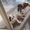 Sophie_Cosgrave - @johnpaulcosgrave - TikTok