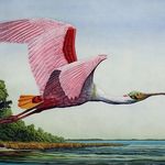 JOHN COSTIN | BIRD ETCHINGS - @johncostinbirdetchings - Instagram