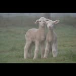 John Couch - @nullamaroo_farm - Instagram