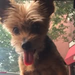 John Crerand - @ogyorkie - Instagram