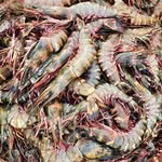 Sea Food Supplies - @john_crocks - Instagram