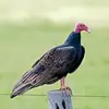 👀Johncrow🦅 - @johncrow_11e11 - TikTok