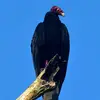 johncrow - @johncroww - TikTok