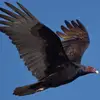 JOHNCROW 🦅TV - @johncrowtv - TikTok