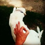 roo - @john.croyle.3939 - Instagram