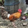 John Philip Cubico Julom - @john.philip.cubic - TikTok