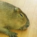 John Cushion - @jonrsakia - Instagram