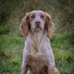 Buttercross Gundogs - @john.cutts.33 - Instagram