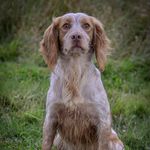 John Cutts - @buttercross_gundogs_ - Instagram