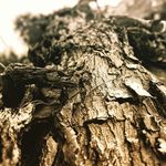 John Dancho - @optimus959 - Instagram