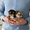 Free puppy for adoption - @john_darius5 - TikTok