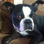 Johnny Dennard - @johnny_the_dog - Instagram