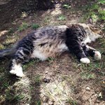John Deshields - @fallsysit - Instagram