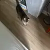 John DiGiovanni936 - @rocketfalcon2 - TikTok
