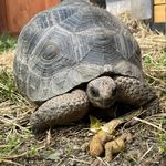 John Dillon - @golden_state_tortoise - Instagram