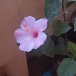 John Dolly - @babypinkdolly - Instagram