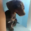 peanut - @johndoubcmd - TikTok