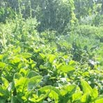 Ir John Deere Kalamba - Facebook