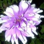Alvin John Dunphy - @alijohn50 - Instagram