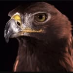 John Eagle - @john.eagle.123829 - Instagram