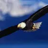 John Eagle - @jessicakirson.tiktok - TikTok