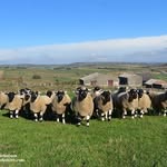 John Eggleton - @derbyshire_gritstone_sheep - Instagram