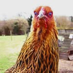 John Everidge - @jibbles000 - Instagram