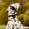 user9716012885641 - @johnfahlnaes - TikTok
