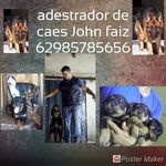@adesttador caes john faizfaiz - @adestradorcaesjohnfaizfaiz - Instagram