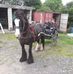 John Parkinson Dipwcf Farrier - Facebook