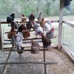 John Faust - @cackleberrieseggfarm - Instagram