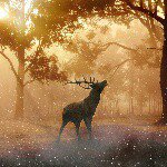 John Feeley - @mighty_joe_kong - Instagram