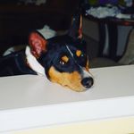 John Fertig - @sump_pump_doggy - Instagram
