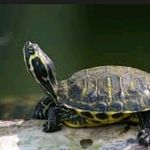 John Fetty - @turtlesrgreat56 - Instagram