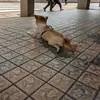 天若有情屎都能當飯吃了 - @johnfetty_ - TikTok