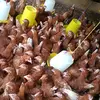 BRILLIANT THE CHICKEN FARMER - @john.firestone - TikTok