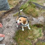 John Flaherty - @thedogsbestfriend1 - Instagram
