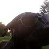 puppydog - @johnflint7 - TikTok