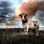 John Foglio - @john.foglio.7 - Instagram