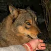 Jhon Forest 🐺 - @jhon.forest6 - TikTok