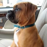 John Forman - @clyde_the_boxer_forman - Instagram