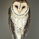 John Gallinger - @masquedowls - Instagram