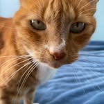 John gamble - @thtsleeper - Instagram