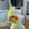 John Ganissa - @john_ganissa - TikTok