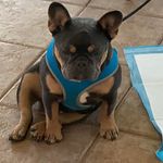 John Giannone - @bluepitkennels - Instagram
