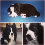 John Gillon - @johngillon77 - Instagram