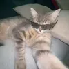 John Gino - @ginogutib1 - TikTok