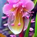 Gulab Jaan - Facebook